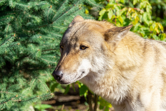Wolf in the forest