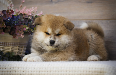 Obraz premium Akita puppy on wooden background