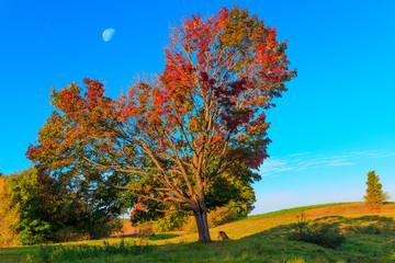 Jesienny Klon © Wojciech Lisiński
