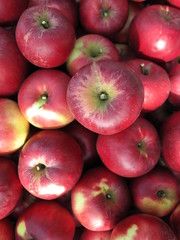 Fresh red organic apples in a box
