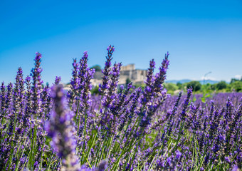 grignan, drôme, auvergne-rhône-alpes, france