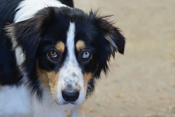 Heterochromia iridum - difference in coloration of iris at dog, one eye blue, one eye brown