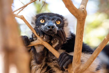 Lemur, Black-and-white ruffed lemur in trees and nature. Madagascar animals wildlife, wild animal in Madagascar. Holiday tour in Andasibe, Isalo, Masoala, Marojejy National parks. © mbrand85
