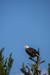 A bald eagle perched on a top of the tree inside nelson lake