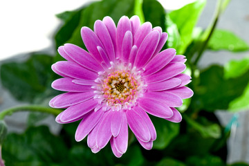 Obraz premium Gerbera flower, gerbera blossom pink
