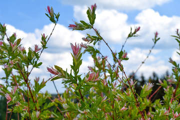 Harlekin willow Salix integra Hakuro Nishiki in front of blue sky and some clouds