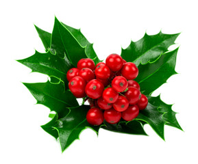 European Holly (Ilex aquifolium) leaves and fruit