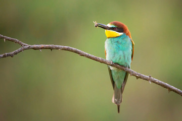 Colourful birds - Bee eater (Merops apiaster) sitting on a stick with prey.