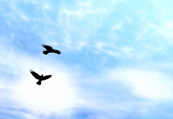 Silhouette 2 eagles are flying with blurred cloud and blue sky background in animal wildlife and freedom concept, illustration mode