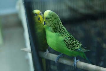 Green parrot in the cage . Budgie . Parakeets . Green wavy parrot sits in a cage . Rosy Faced Lovebird parrot in a cage . birds inseparable .Budgerigar on the cage. 
