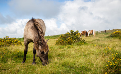 Wild Dartmoor pony grazing on grass
