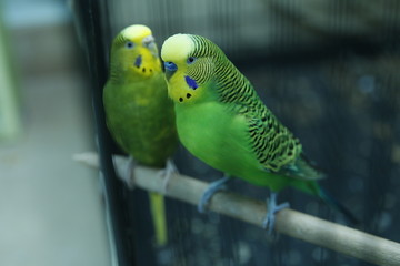  Budgie . Parakeets . Green wavy parrot sits in a cage . Rosy Faced Lovebird parrot in a cage . birds inseparable .Budgerigar on the cage. Budgie parakeet in birdcage.Parrot .