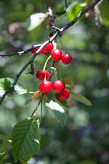 cherries on tree