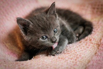 Fototapeta na wymiar Very beautiful and cute gray colored kitten. Shallow depth of field.