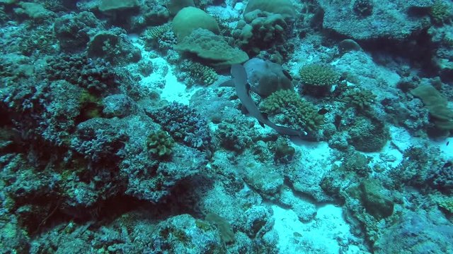 Shark swim over coral reef. High-angle shot, Whitetip reef shark (Triaenodon obesus), Indian Ocean, Maldives