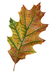 autumn oak leaf on white background