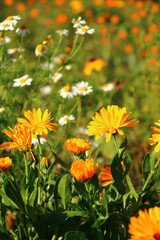 naturheilkunde     kräutergarten