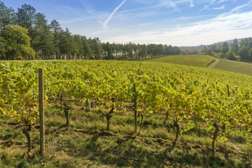 vineyard on a sunny day