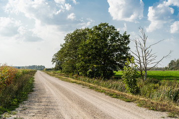 Corn field with countryside road and blue skies and clouds