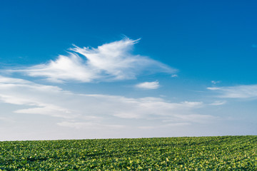 Cabbage field with blue skies