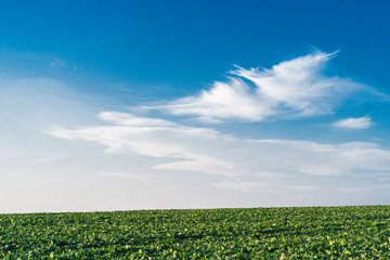Cabbage field with blue skies