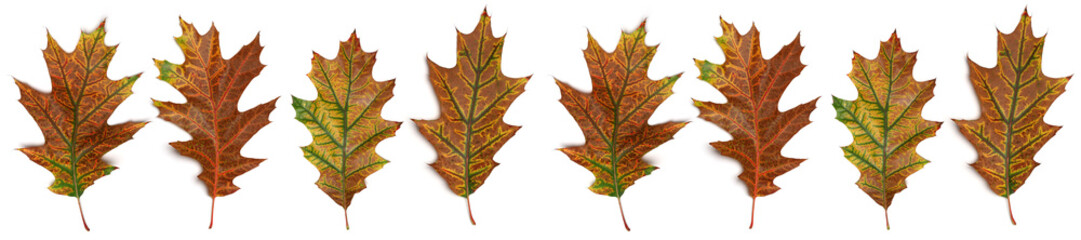 Obraz premium panorama autumn oak leaves of different colors