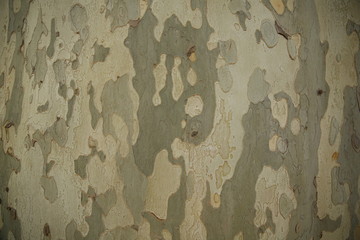 camouflage texture of bark of tree