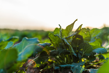 Close up of cabbage field at golden hour 	