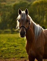 Beau cheval brun au cheveux blancs. 
