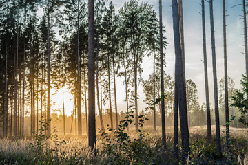 Pine tree forest at golden hour