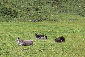 Esel auf einer Weide