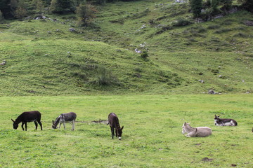 Esel auf einer Weide