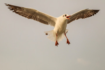 Seagull flying over sea and nature background.