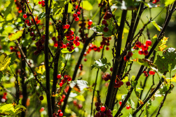 Close up of currant bush with shallow depth of field