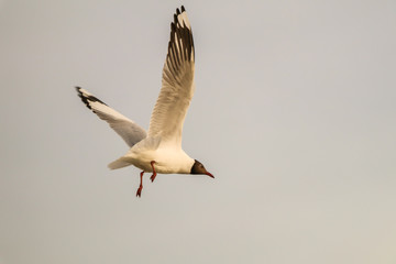 Seagull flying over sea and nature background.