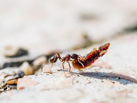 Small ant worker with heavy object