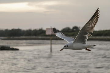 Seagull flying over sea and nature background.