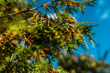 Close up of cypress with shallow depth of field and blue skies