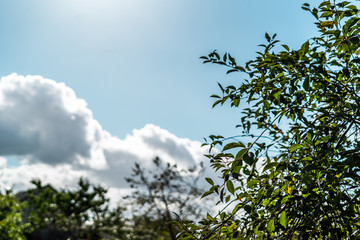 Close up of cherry tree with shallow depth of field
