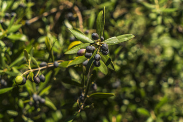 Oliven am Baum mit Blattwerk im Sonnenlicht