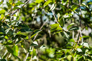 Close up of cherry tree with shallow depth of field