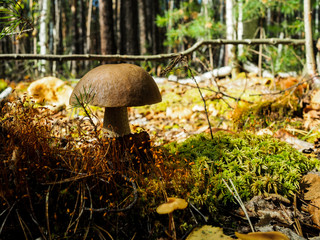 Mushroom in the autumn forest