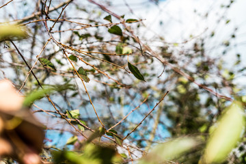 Close up of cherry tree with shallow depth of field