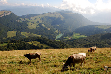 Kühe am Monte Baldo