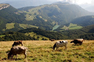 Fototapeta na wymiar Kühe in Italien