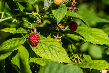 Close up of raspberries with shallow depth of field