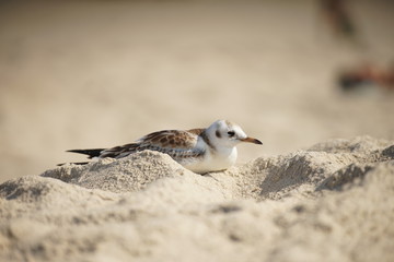 Wild little gull resting on the beach in sunny weather