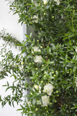 Small beautiful white flowers of myrtle plants on branches with small green leaves with a blurred light background. Growing indoor plants. Close-up