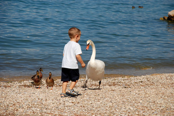 Kind trifft Schwan