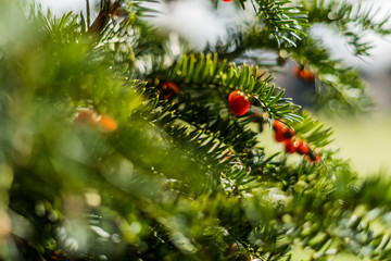 Close up of yew tree with berries with shallow depth of field